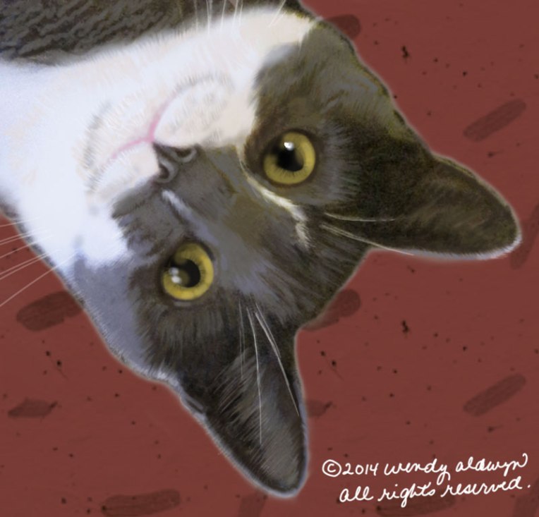 Cat-staring-eyes-800